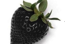 黑黑草梅吃瓜,揭秘瓜果界的神秘力量