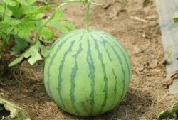 神瓜老了怎么吃,探索传统美食的无限可能