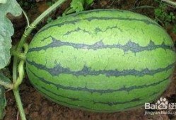 夏至消暑清补吃瓜,消暑清补，瓜果飘香尽享清凉