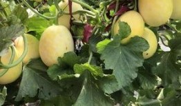 蒙了吧 吃瓜 吃瓜,蒙了吧！揭秘“吃瓜群众”背后的社会现象