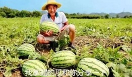 微信吃瓜最近,揭秘娱乐圈最新热点事件