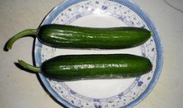 乳瓜冬天可以吃吗,冬季乳瓜的食用指南