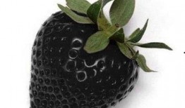 黑黑草梅吃瓜,揭秘瓜果界的神秘力量