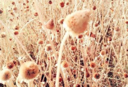 老闺蜜吃瓜,揭秘娱乐圈那些不为人知的幕后故事