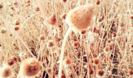 老闺蜜吃瓜,揭秘娱乐圈那些不为人知的幕后故事