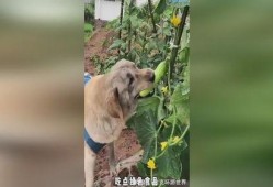 吃瓜吃的小狗视频动画