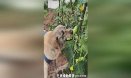 吃瓜吃的小狗视频动画