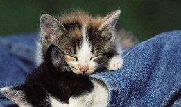 好奇吃瓜小猫图片,好奇吃瓜小猫的趣味瞬间