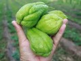 夏季人流可以吃螺纹瓜吗,畅享清凉螺纹瓜