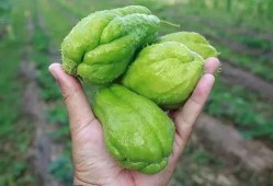 夏季人流可以吃螺纹瓜吗,畅享清凉螺纹瓜