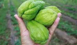 夏季人流可以吃螺纹瓜吗,畅享清凉螺纹瓜