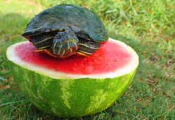 吃瓜乌龟,揭秘动物界的“美食评论家”
