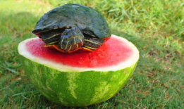 吃瓜乌龟,揭秘动物界的“美食评论家”