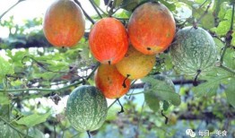 吊瓜叶尖怎么吃,吊瓜叶尖的多样食法探索