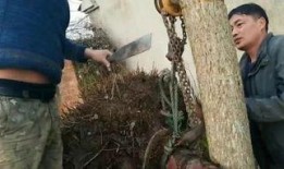 人马打野吃瓜,瓜田里的激情与智慧