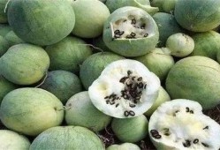 无人的地方吃瓜