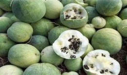 无人的地方吃瓜