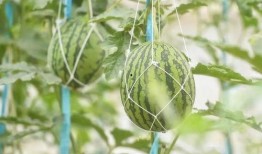 80年吃瓜,那个夏天，我们一起吃瓜的故事