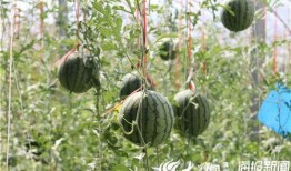 惠民吃瓜,揭秘美食背后的民生故事