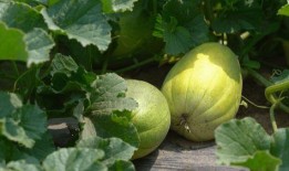 我们都是吃瓜er,揭秘“吃瓜群众”背后的网络文化现象