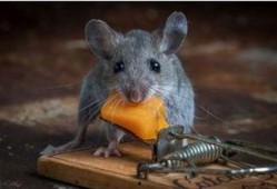 吃瓜老鼠梗,揭秘网络热梗背后的趣味与思考