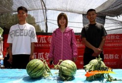 夏日活动吃瓜比赛图片,吃瓜大赛欢乐瞬间回顾