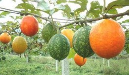 吊瓜叶尖怎么吃,吊瓜叶尖的多样食法探索