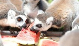 瓜吃狸是什么动物,揭秘神秘动物瓜狸的传奇故事