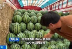 大羊吃瓜,揭秘动物界的趣味食趣
