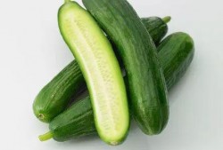 乳瓜冬天可以吃吗,冬季乳瓜的食用指南