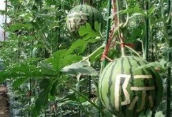 雨沫吃瓜后续,揭秘娱乐圈风云再起