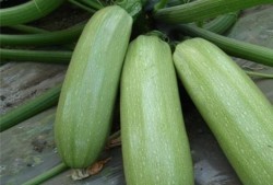 痛风可以吃中瓜,天然食疗的养生之道