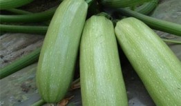 痛风可以吃中瓜,天然食疗的养生之道