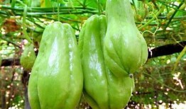 佛手瓜的根下长瓜怎么吃