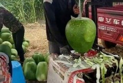南阳大爷吃瓜事件,一场引发全民热议的网络奇观
