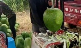 南阳大爷吃瓜事件,一场引发全民热议的网络奇观