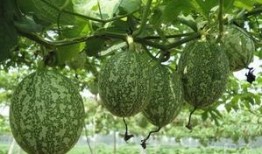 吊瓜嫩芽怎么吃,探索家常烹饪新选择
