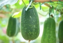 吃瓜啥时候,揭秘娱乐圈幕后真相