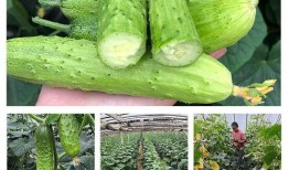 梦见吃新鲜小瓜,揭秘吃新鲜小瓜的神秘寓意