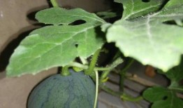 吃瓜如何去籽,瓜籽去除技巧大揭秘