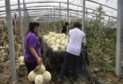 60岁的网友吃瓜