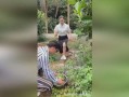 仔仔鸵鸟吃瓜