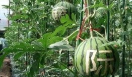 观雨吃瓜,一场别开生面的夏日盛宴