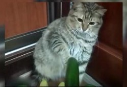 好奇吃瓜小猫图片,好奇吃瓜小猫的趣味瞬间