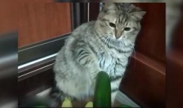 好奇吃瓜小猫图片,好奇吃瓜小猫的趣味瞬间