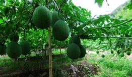 吊瓜叶尖怎么吃,吊瓜叶尖的多样食法探索