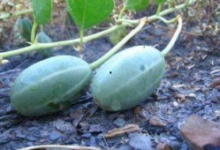 老鼠瓜可以直接吃吗,可直接食用的天然美味