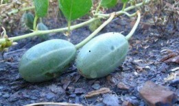 老鼠瓜可以直接吃吗,可直接食用的天然美味