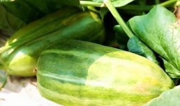 瓜做着吃,跟随“根据瓜做着吃”的烹饪之旅