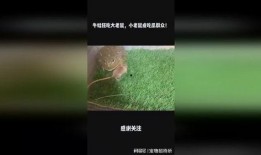 吃瓜老鼠梗,揭秘网络热梗背后的趣味与思考